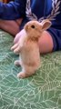 Favorite Friends _ FURRY RODENTS  2023 https://youtube.com/shorts/dwLbKCw6Vto