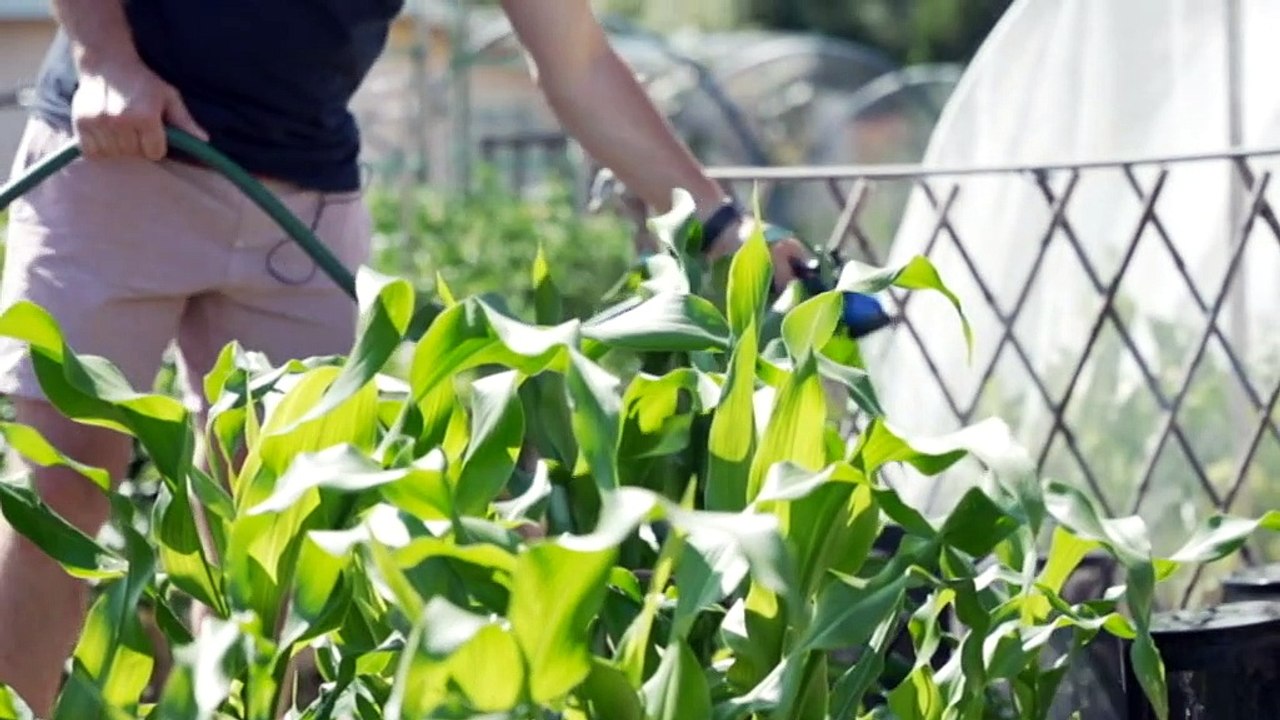 Vegetable patch thieves strike as some blame rising grocery costs of fresh fruit and veg