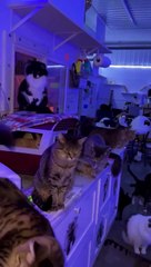 A Cat Lover's Dream, A Cat Hater's Nightmare