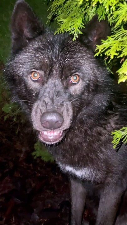 Soulu The Wolf Doesn't Want To Be Disturbed - video Dailymotion