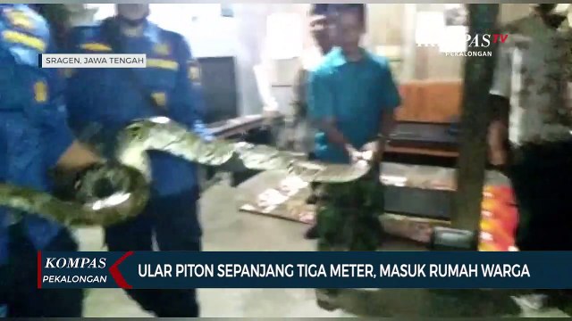Ular Piton Sepanjang Tiga Meter Masuk Rumah Warga