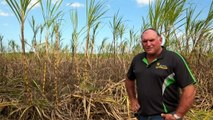 A rat plague in North Queensland has decimated sugar cane paddocks
