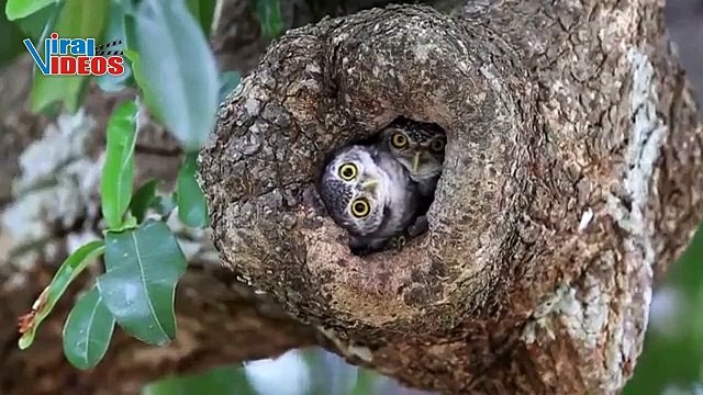 Spotted Owlet (Athene brama) | Beautiful Nature is Amazing | Viral Videos