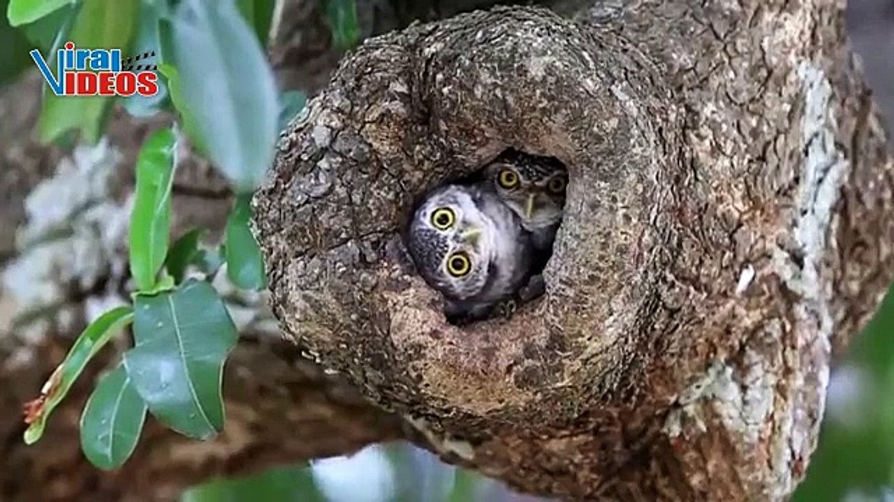Spotted Owlet (Athene brama) | Beautiful Nature is Amazing | Viral Videos