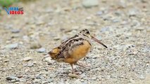 American Woodcock (Scolopax minor) | Nature is Amazing | Viral Videos
