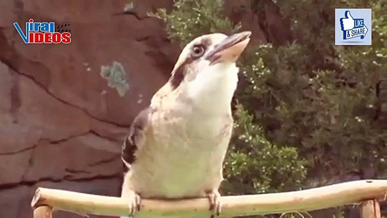 Laughing Kookaburra (Dacelo novaeguineae) | Nature is Amazing & Beautiful | Viral Videos