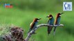 European Bee-eaters (Merops apiaster) | Nature is Amazing & Beautiful | Viral Videos