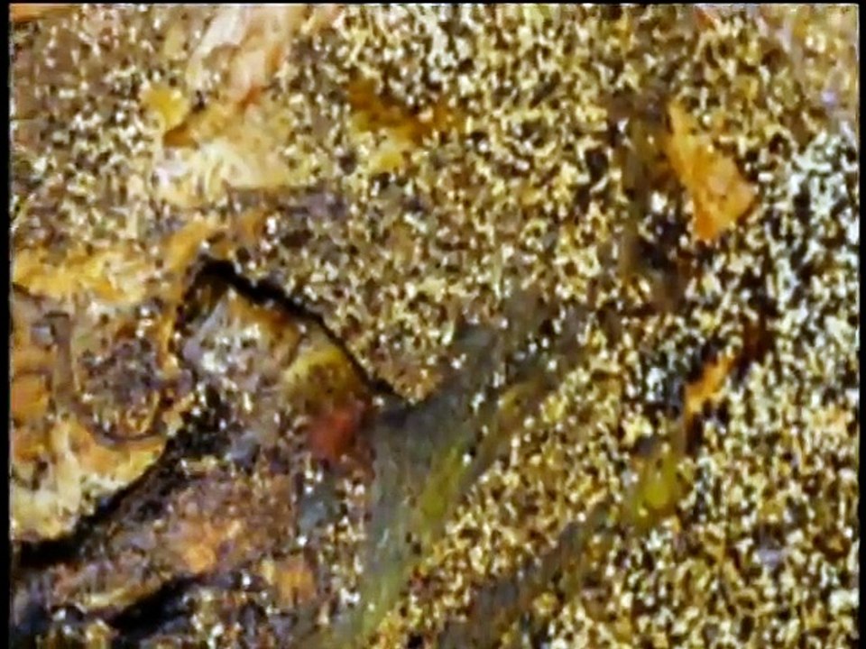 Forensic Files - Se5 - Ep04 HD Watch