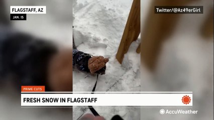 Oliver the cat enjoys fresh snow in Arizona