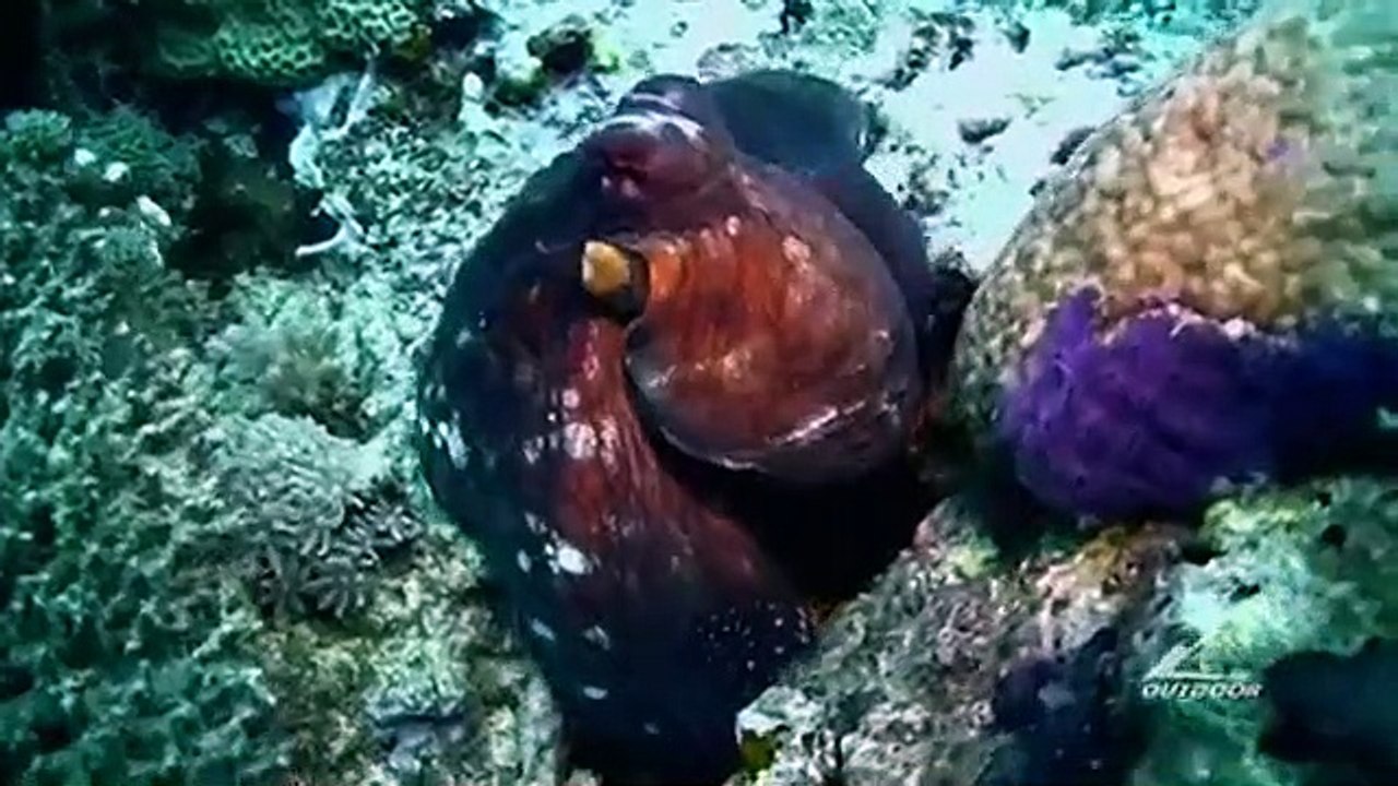 Apex Predator - Se1 - Ep08 HD Watch