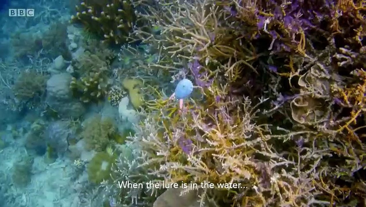 Earth's Tropical Islands - Se1 - Ep02 - Borneoo HD Watch