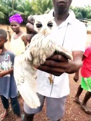 Man Believes It Is This Owl That Is Causing Instability of Power Supply In Their Village