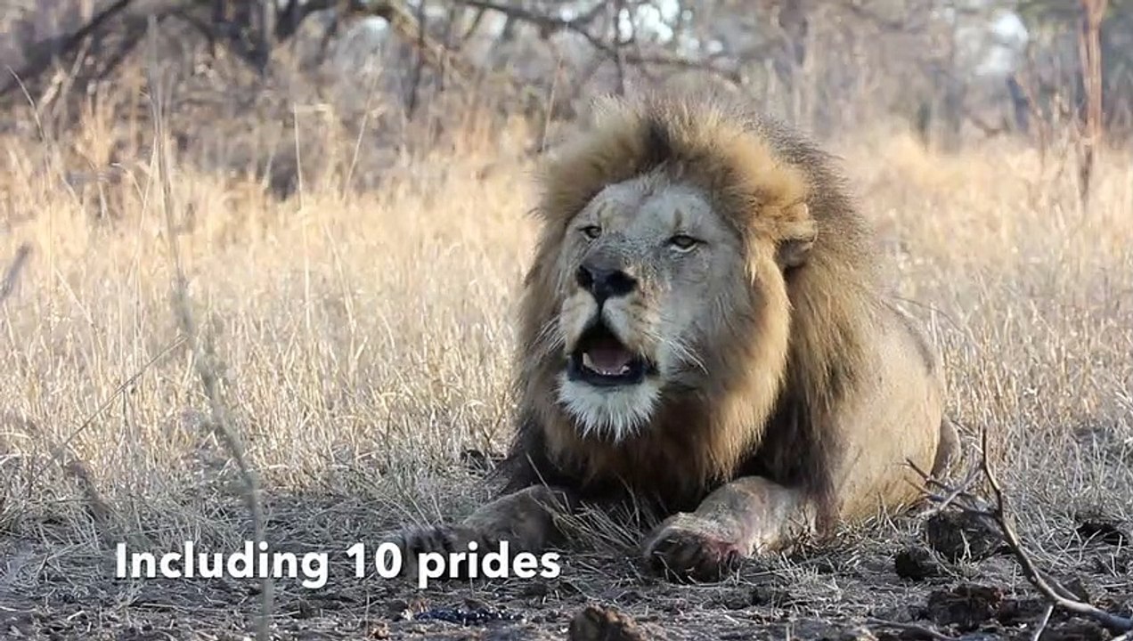 2018 Lion Statistics