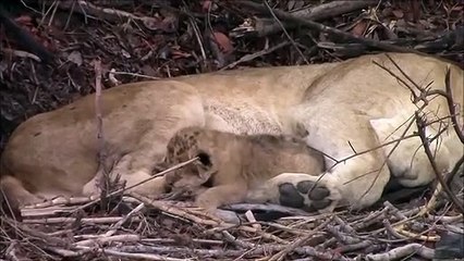 Cub of the Eyrefield lioness