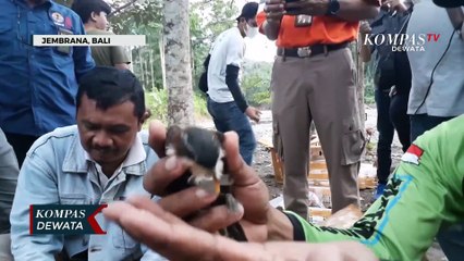 Ratusan Burung Selundupan Dilepasliarkan