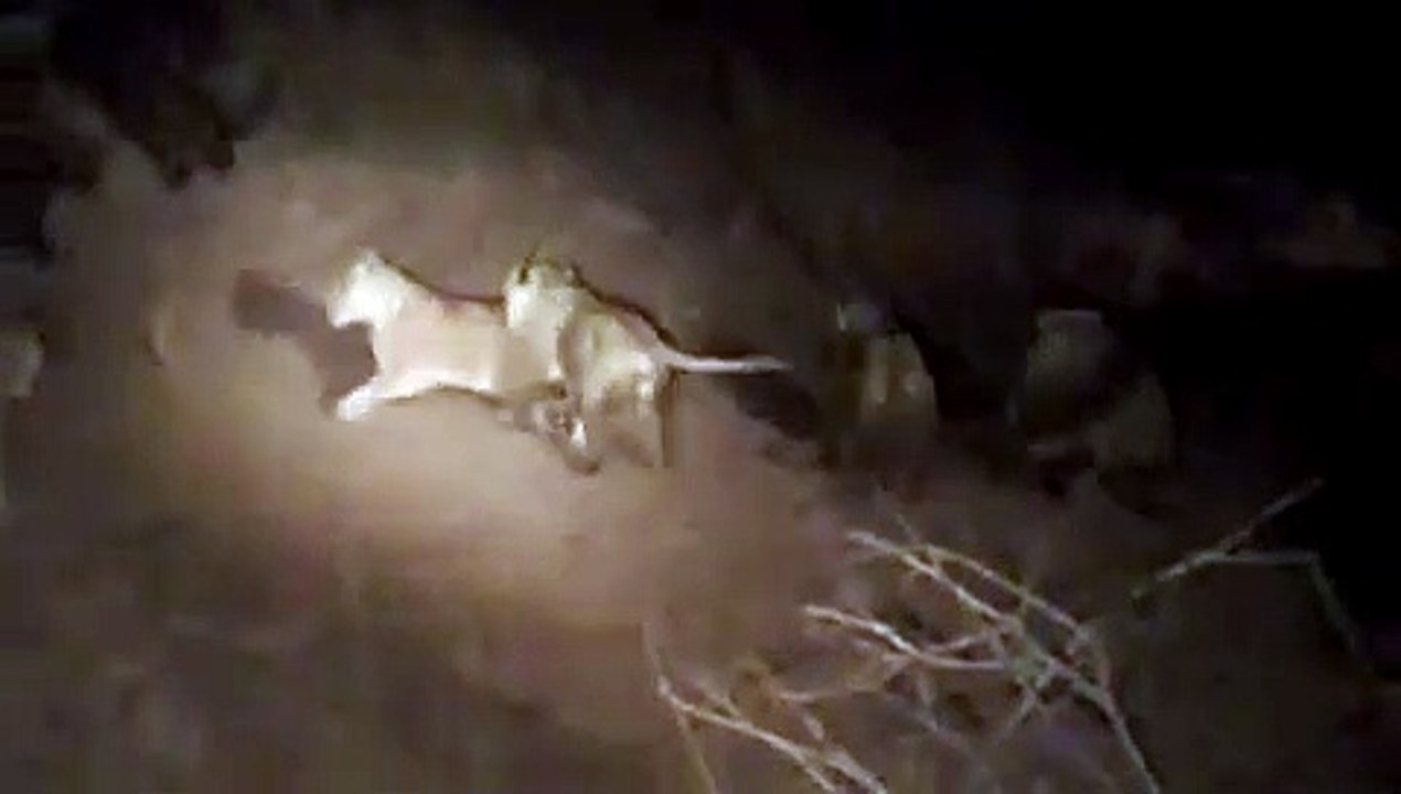 MalaMala   Buffalo calf kill1