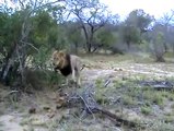 MalaMala   Lions mating