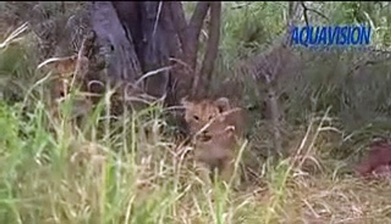 MalaMala   Styx lion cubs