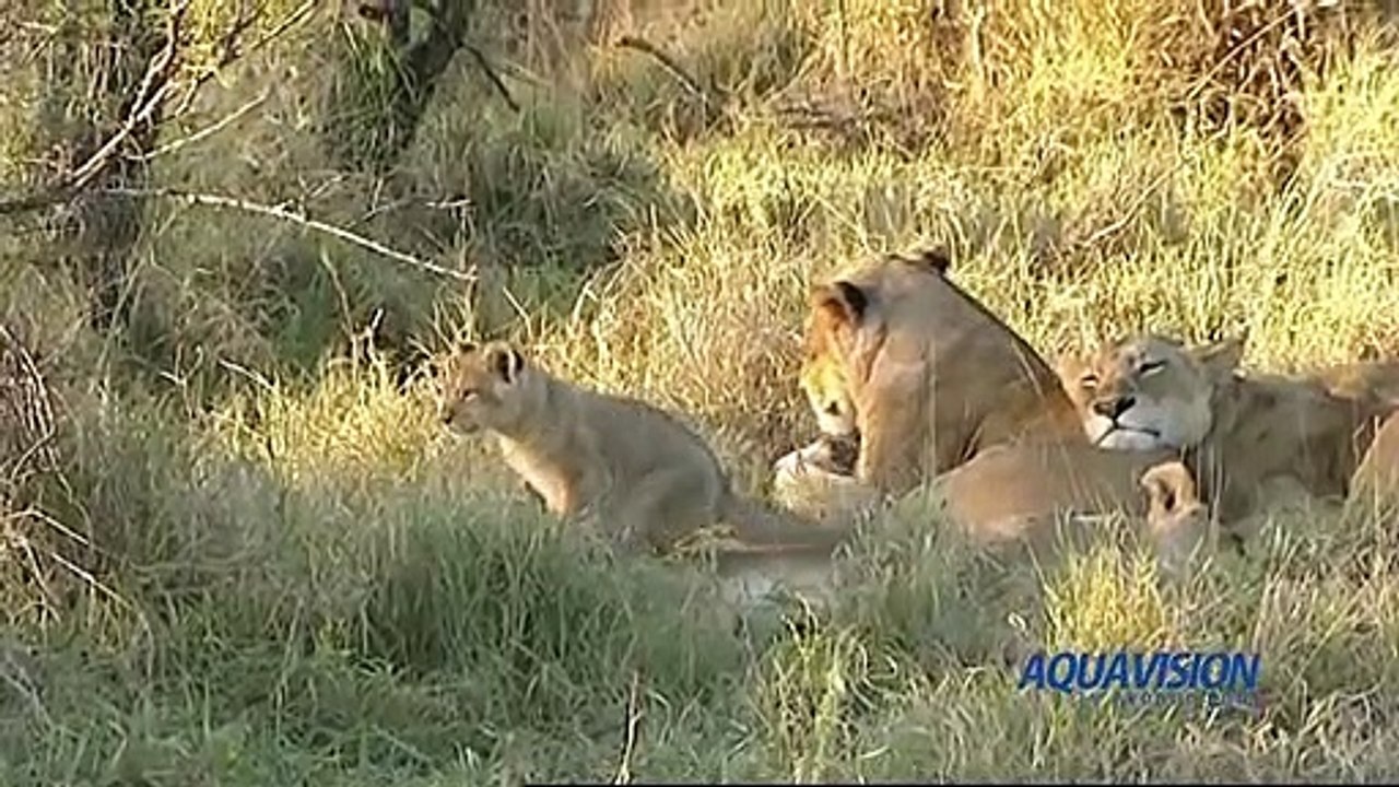 MalaMala - Big Cat Intro 3