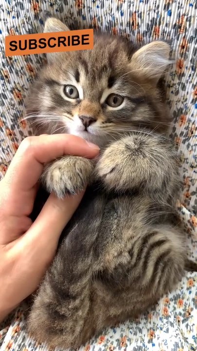 Baby cats - cute and funny cat videos compilation _01_ Aww Animals comedy videos