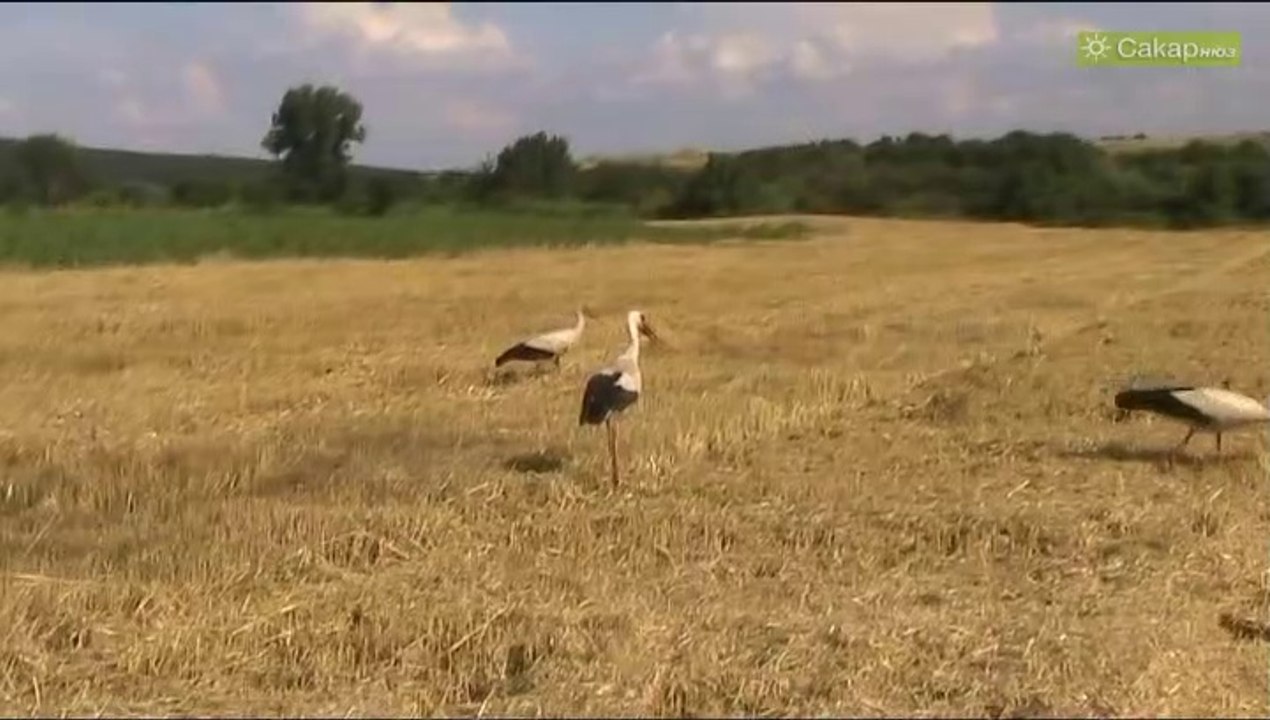 Начало на жътвата в Харманли, 2011