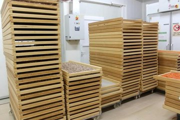 Ata tohumu buğday yetiştirip, unundan ürettiği makarnalar ile taleplere yetişemiyor