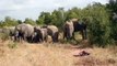 20 LION FEEDING FRENZY STOPPED BY ELEPHANTS
