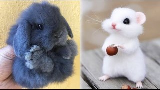 Cute baby animals Videos Compilation cute moment of the animals #10 | HaHa Animals