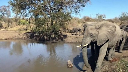 A HUGE ELEPHANT Gathering and the TORCHWOOD Pride of LIONS