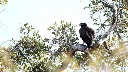 A LION DAY with 3 prides and 2 coalitions.