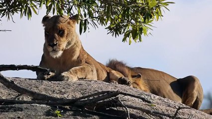 A LION’S roar. Young LION cubs. Drinking ELEPHANTS