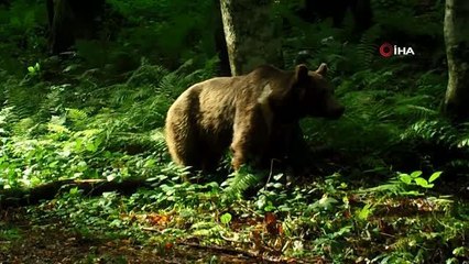 Kış uykusuna geçemeyen bozayılara karşı dikkat uyarısı