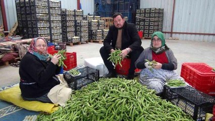 Mersin'den Irak'a bakla ihracatı