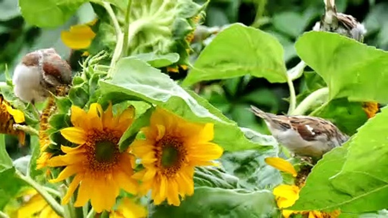 amazing    Bird
