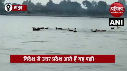 5 महीने के लिए यह पक्षी उत्तर प्रदेश आते हैं