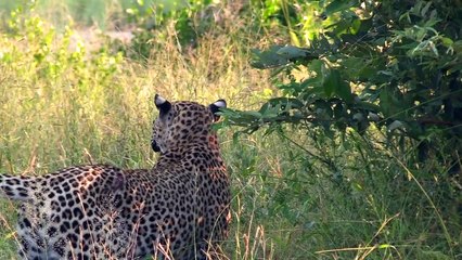 Close up with lions.