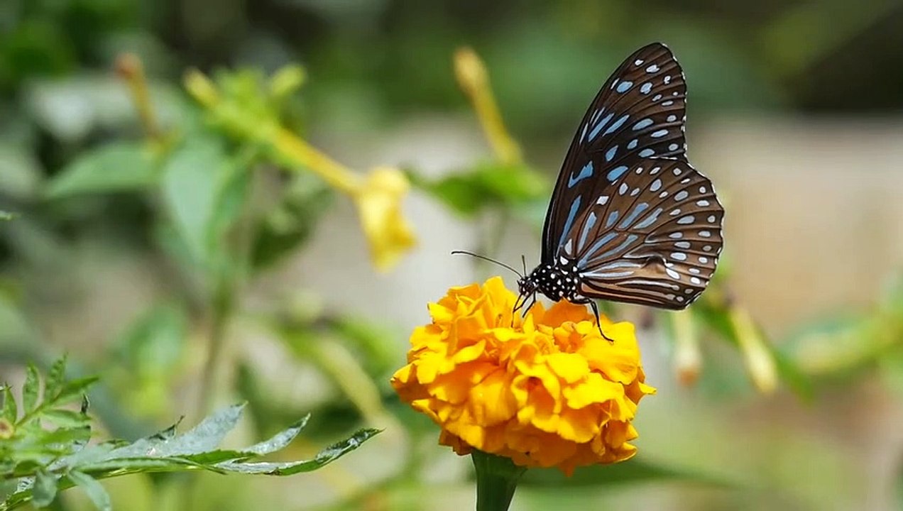 Butterfly ##########
