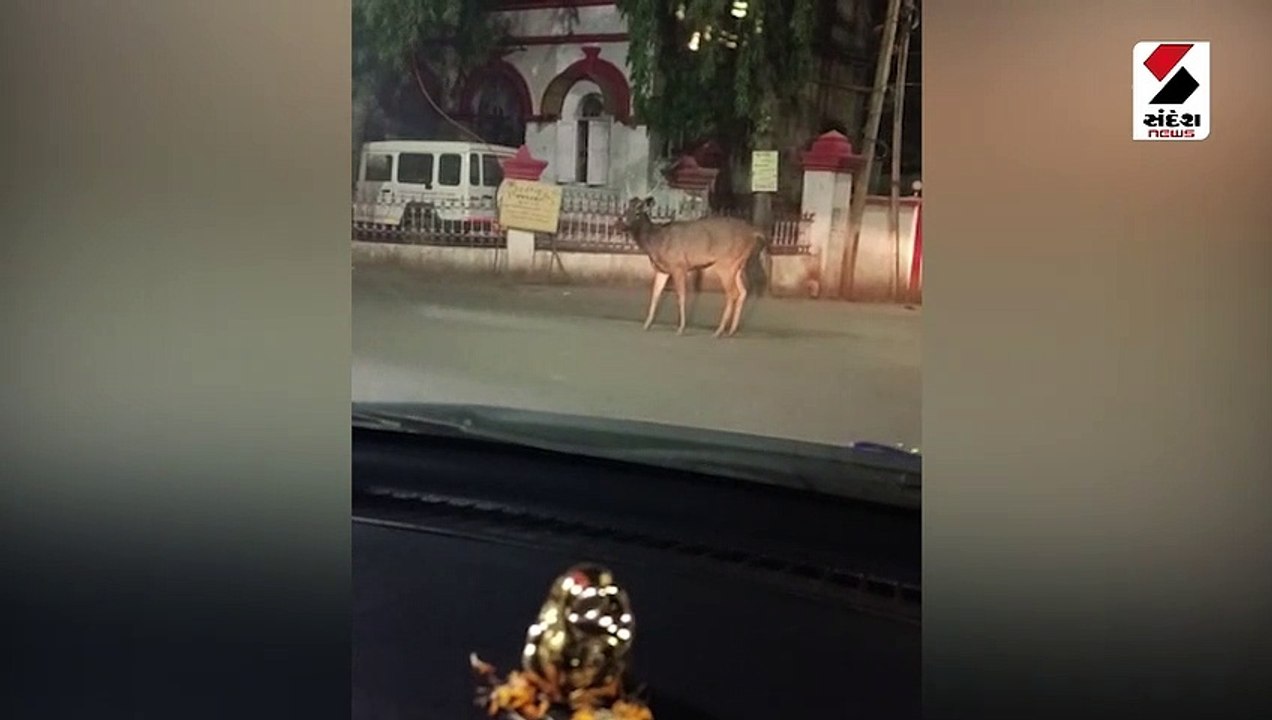 જૂનાગઢ શહેરમાં સિંહ-દિપડા બાદ હવે સાબરના આંટાફેરાથી કુતુહુલ