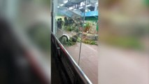 Adorable clip shows giant panda excitedly doing somersaults around enclosure in south China zoo