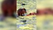Hilarious video shows baby capybara gliding through a pond - by riding on the back another capybara