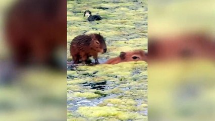 Hilarious video shows baby capybara gliding through a pond - by riding on the back another capybara