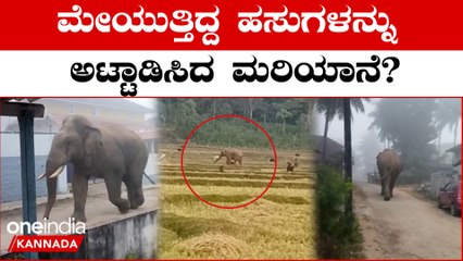 ಆನೆ‌ ನಡೆಯೋ ದಾರಿಯಲ್ಲಿ‌ನಾಯಿ ಬೊಗಳಿದ್ರೆ ಏನಾಗುತ್ತೆ? ಇಲ್ಲೂ ಇದೇ ಆಗಿದ್ದು.| Oneindia Kannada