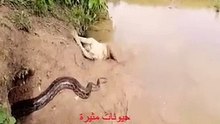 الفتاة في ضيافتها(360P)