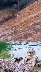 Animals of South America 4K   Scenic Wildlife Film With Calming Music 70(360P)