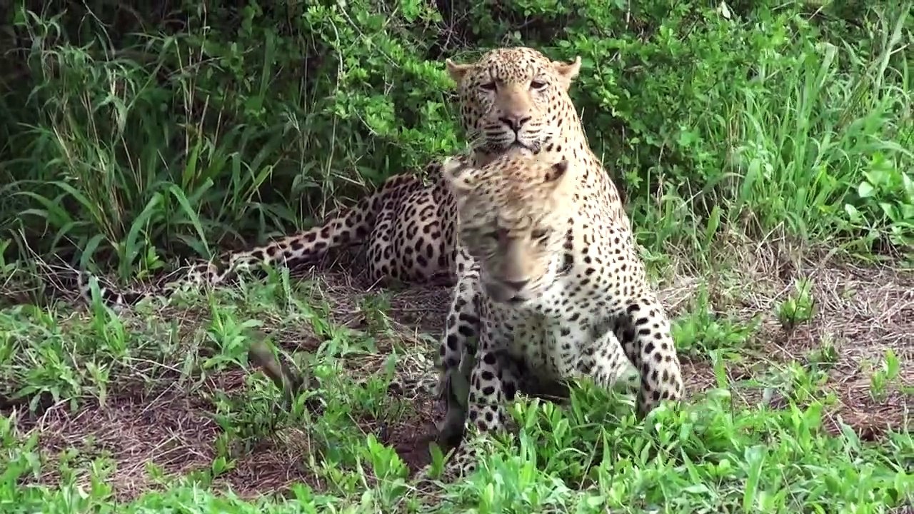 ELEPHANTS charge LIONS. A Kruger male and the Torchwood pride.