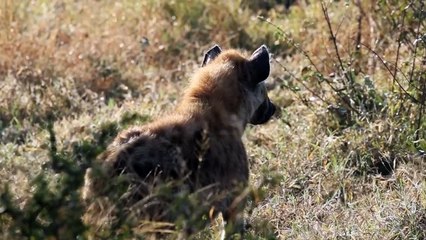 Impala Rams FIGHT. The NKUHUMA pride. The SPLIT ROCK male.