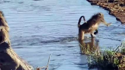 LION gets wet to get food!