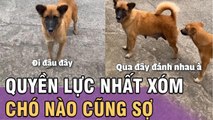 Thấy mấy chú CHÓ TRONG XÓM chuẩn bị combat - Cô gái thể hiện QUYỀN LỰC | Tin 3 phút