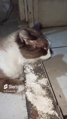 El gato chocolate acostado descansando mientras ve la lluvia caer felino peludo es mi amigo mascota