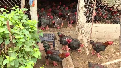 Giant legs of Vietnam's 'dragon chicken' a Lunar New Year delicacy